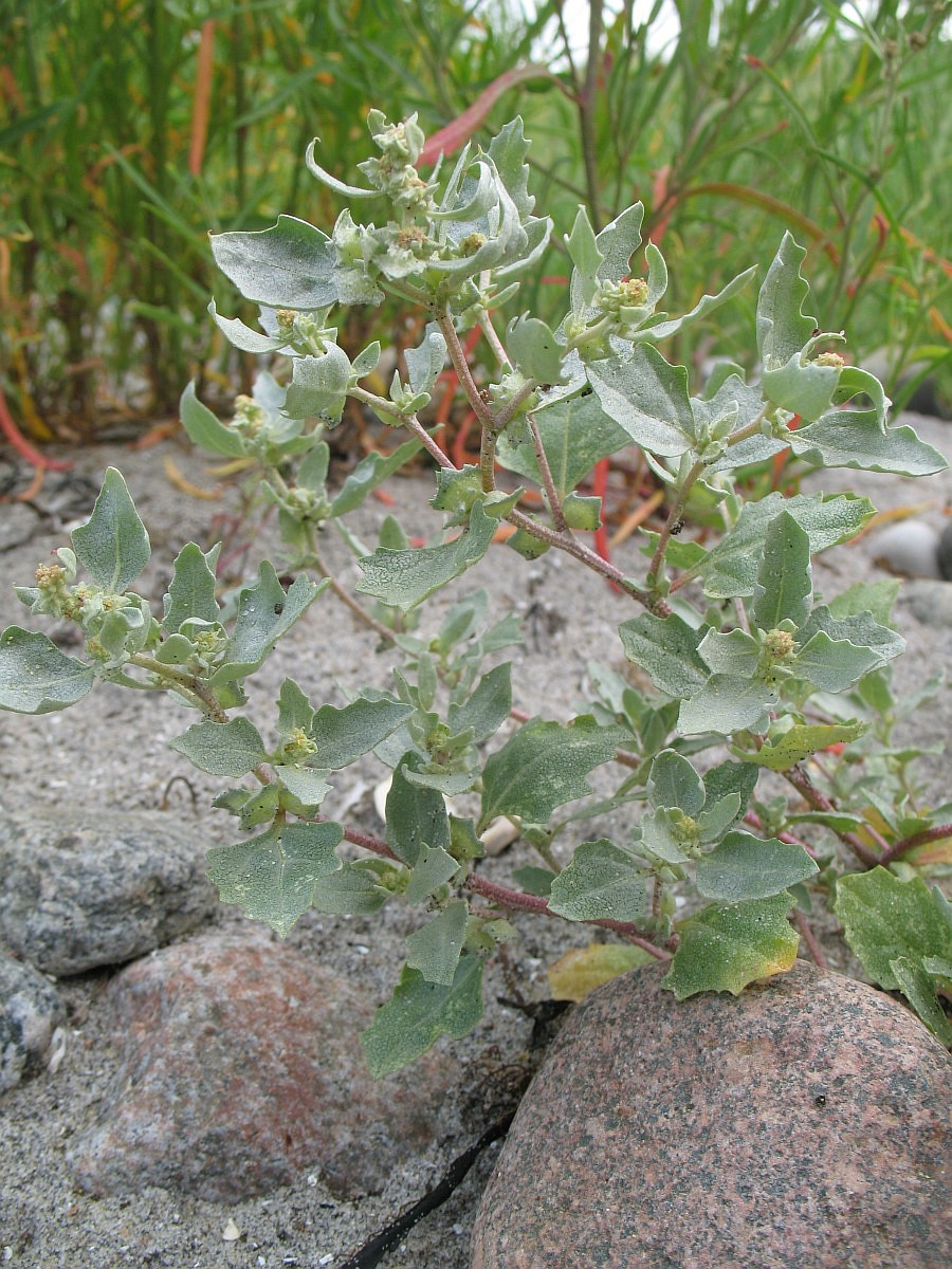 Atriplex laciniata